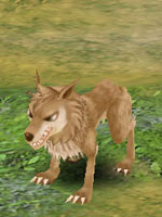 Wolf Cub