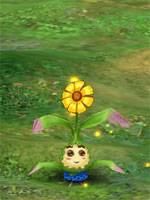 Mystic Flower