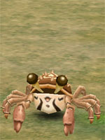 Sand Crab