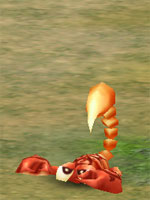 Baby Scorpion