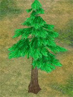 Pine Tree