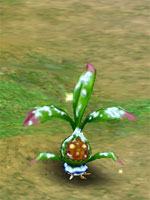 Snowy Mystic Shrub