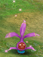 Purple Mystic Shrub