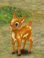 Little Deer