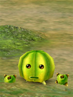 Melon