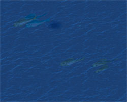 Fish Swarm