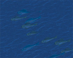 Fish Swarm (Bountiful)