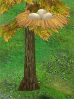 Bird Nest