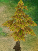 Pine Tree