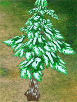 Pine Tree