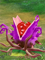 Huge Spiky Stramonium