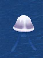 White Cap Sea Jelly