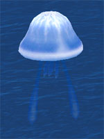 Thunder Sea Jelly