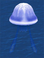 Shocking Sea Jelly