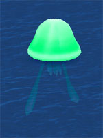 Poisonous Sea Jelly