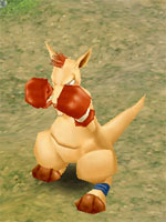 Rookie Boxeroo